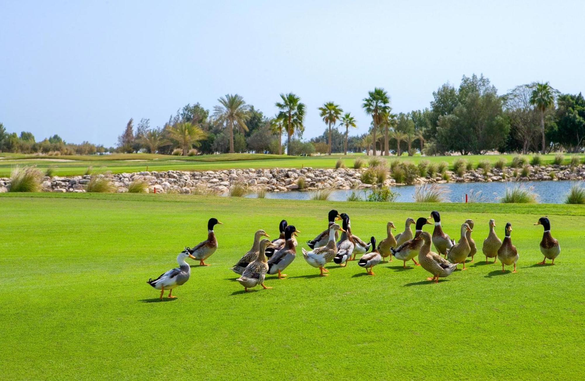 Velero Hotel Doha Lusail מראה חיצוני תמונה Ducks at the golf course